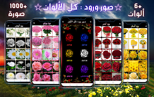 Rose pictures: all colors Screenshot 1