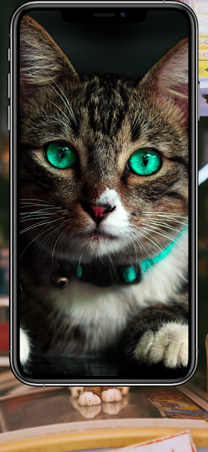 Wallpaper for Cat 4K Screenshot 0