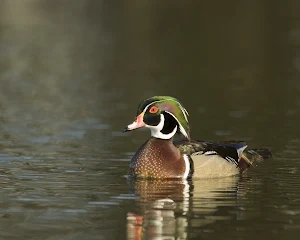 Wood Duck Wallpaper HD Screenshot 3