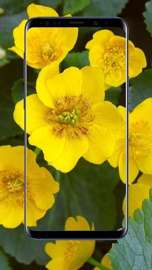 Marigold Flower Wallpapers Screenshot 0