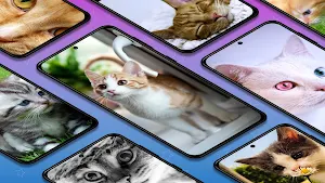 Kittens and cats wallpapers Screenshot 0