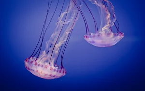 Jellyfish Wallpaper HD Screenshot 2