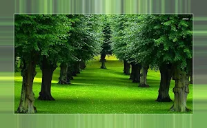 Trees Wallpapers Background Screenshot 3