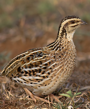 Rain quail bird Sounds ~ Sboard.pro Screenshot 0