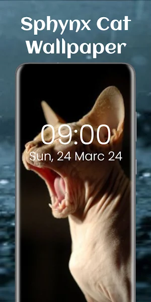 Sphynx Cat Wallpaper Screenshot 3