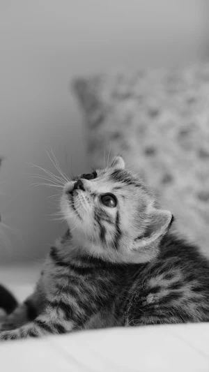 Kitten Wallpaper Screenshot 1