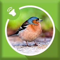 Bird Sounds