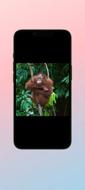 Orang Utan WalL Screenshot 0