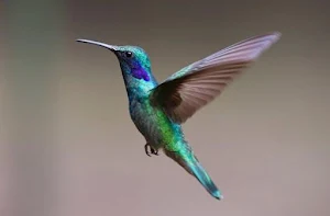 Birds Images App Screenshot 1