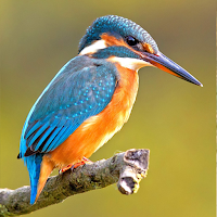 Kingfisher Sounds