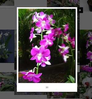 Decorative plants Screenshot 1