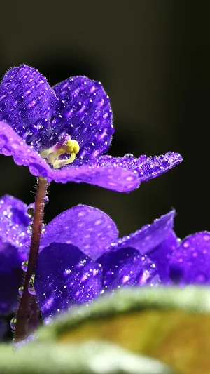 African Violet Wallpapers Screenshot 2