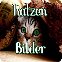 Katzen Bilder