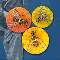 Key important fruit flies EU