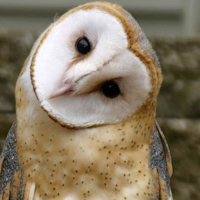 Owl Bird Sounds