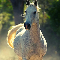 Horses Ringtone