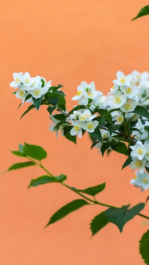 Jasmine Wallpaper Screenshot 3