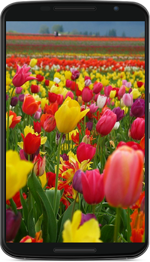 flower wallpaper Screenshot 3