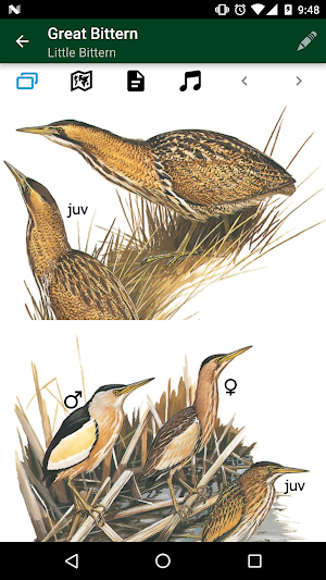 Birds of Benelux Screenshot 3