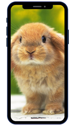 Cute Rabbit Wallpaper HD Screenshot 1
