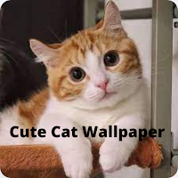 Cat Wallpaper HD