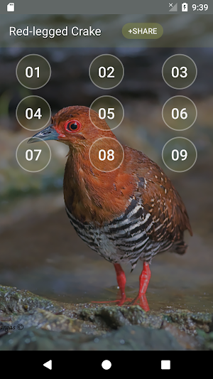 Red-legged crake bird sounds Screenshot 0