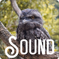 Frogmouth Bird Sound Ringtones