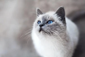 Kitten wallpapers Screenshot 1
