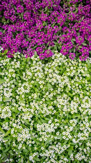Alyssum Wallpaper Screenshot 1