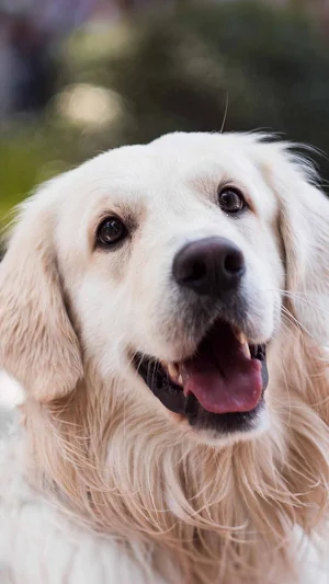 Golden Retriever Wallpaper Screenshot 3