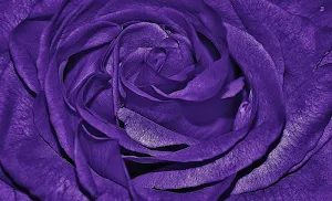 Purple and  backgrounds wallpapers Screenshot 0
