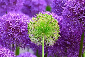 Violet flowers wallpapers Screenshot 2