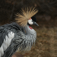 Crane Bird Sounds