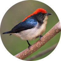 Scarlet-backed flowerpecker Sounds