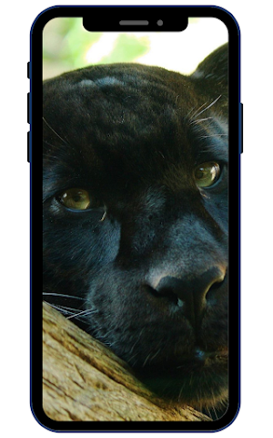 Black Panther Wallpapers Screenshot 1