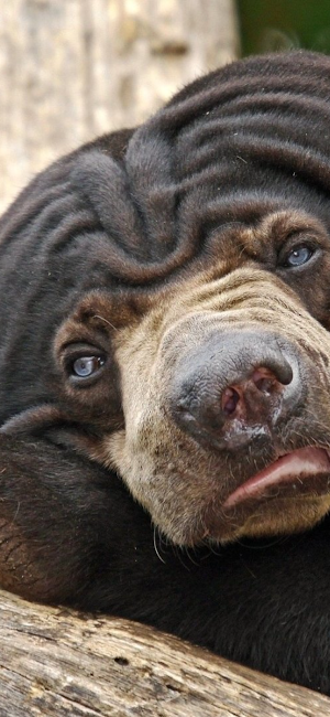 Sloth Bear Screenshot 3