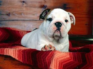 Bulldog Wallpapers Screenshot 2