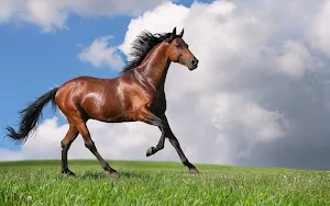 Horse Wallpapers 2 Screenshot 1