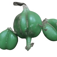 Cardam
