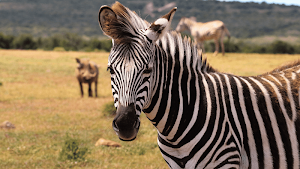 Zebra Sounds Screenshot 3