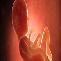 Stages of pregnancy