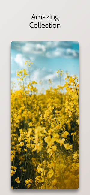 Yellow Flower Wallpapers HD Screenshot 3