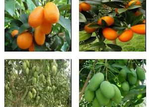 plant Hybrids Screenshot 0