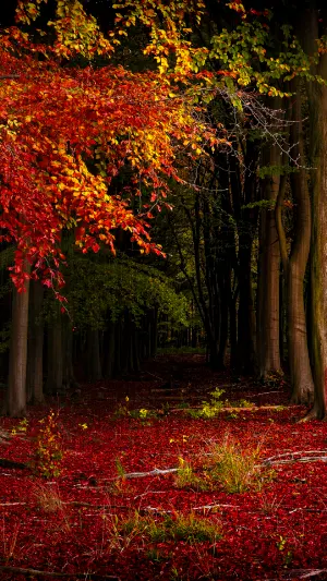 Forest Wallpaper Screenshot 0