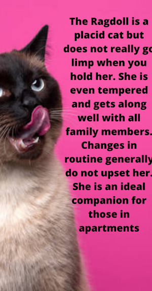 ragdoll cats Screenshot 3