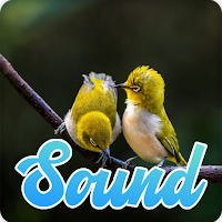 Suara Kicau Burung Pleci