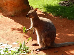 Kangaroo Wallpapers Screenshot 1