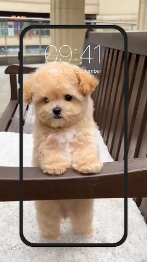 Cute Puppy Live Wallpapers HD Screenshot 2