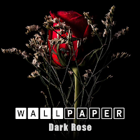 Dark Rose Wallpaper