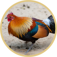Red Junglefowl Call Sounds